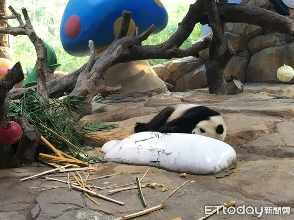 ▲▼怕熱的熊貓喜歡躺在冰塊上休息。（圖／記者陳建竹攝）