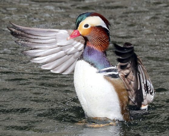 紐約中央公園「五彩鴛鴦」絕美登場！紫外光羽色掀賞鳥熱| ETtoday寵物 ...