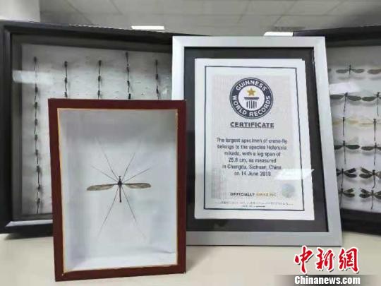 ▲▼世界最大蚊子獲金氏世界紀錄             。（圖／翻攝自中新網）