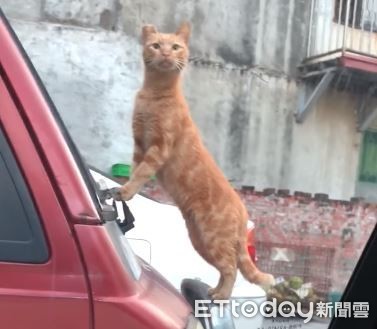 ▲車內吃早餐遭「眼神勒索」　浪貓爬對面車凝視：我也要（圖／網友翁沛苡授權提供）