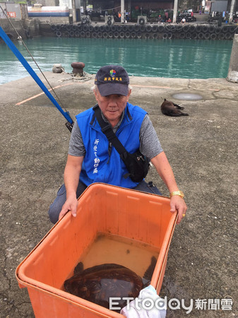 石門綠蠵龜迷航。（圖／新北市動保處提供）