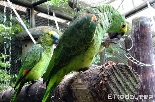 鸚鵡。（圖／台北市立動物園提供）