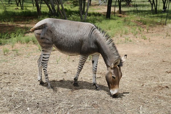 ▲▼ 班驢,zonkey。（圖／免費圖庫pixabay）