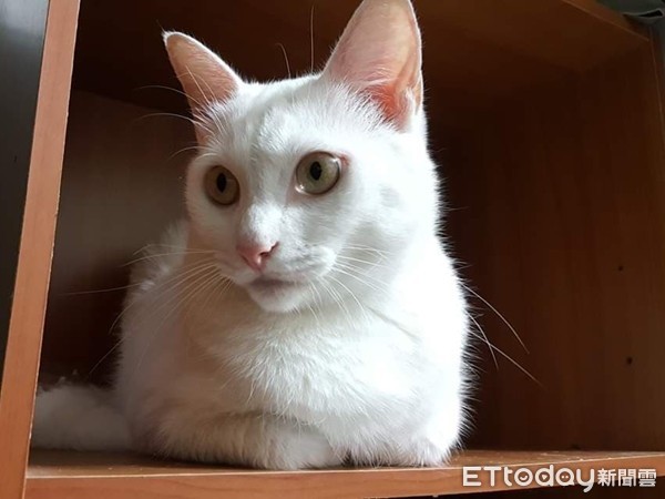 ▲▼愛走Z字形下樓梯的貓咪白白。（圖／網友May Lee提供，請勿隨意翻拍，以免侵權。）