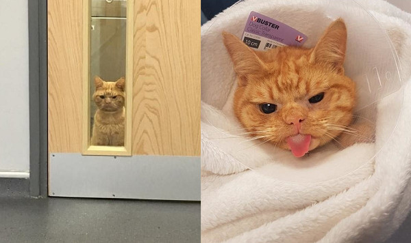 ▲▼過來摸我！橘貓老愛站門口氣噗噗皺眉　臉臭背後其實有洋蔥。（圖／翻攝自The Dodo）