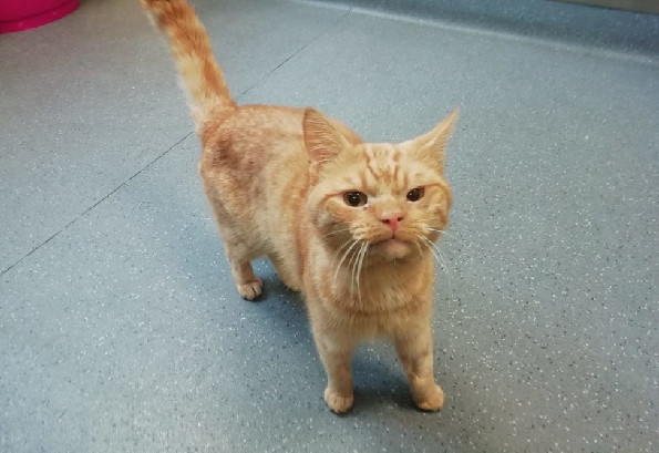 ▲▼過來摸我！橘貓老愛站門口氣噗噗皺眉　臉臭背後其實有洋蔥。（圖／翻攝自The Dodo）