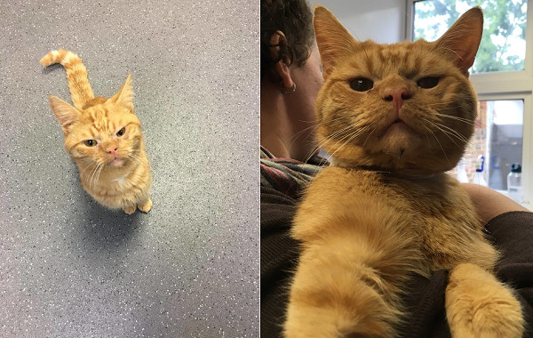 ▲▼過來摸我！橘貓老愛站門口氣噗噗皺眉　臉臭背後其實有洋蔥。（圖／翻攝自The Dodo）