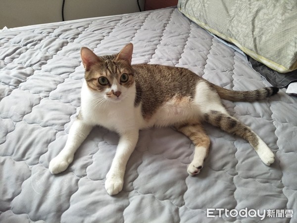 ▲▼露出小口紅還墜樓的貓咪「牛奶」。（圖／網友阿寧提供，請勿隨意翻拍，以免侵權。）