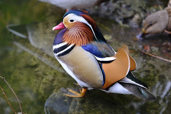 ▲▼ 鴛鴦,Mandarin duck。（圖／免費圖庫pixabay）
