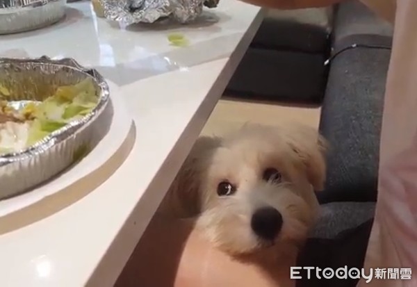 小白狗米拉想分一口菜。（圖／飼主Tracy Chou提供）