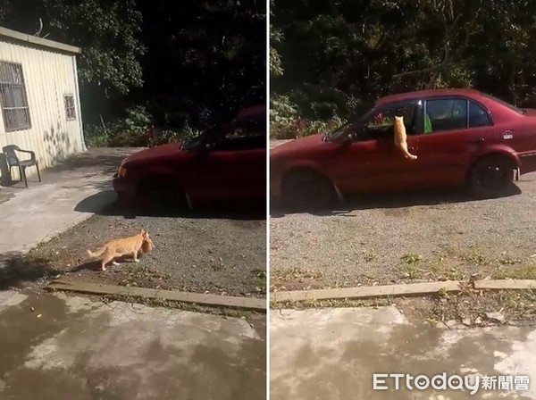 ▲▼貓媽叼孩子跳進窗「徵收」車子　奴才一看：全家都在這（圖／網友陳先生提供，請勿隨意翻拍，以免侵權。）