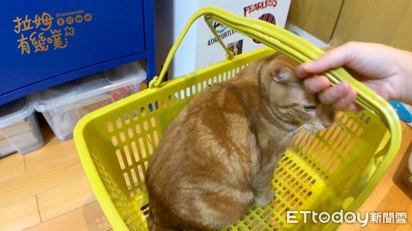 ▲貓咪Gotcha！就決定是你了，用籃子捕捉喵星人簡易功略。（圖／（圖／翻攝自粉專《拉姆有幾噗》）
