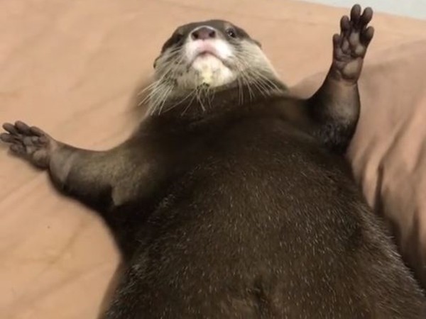 ▲▼小水獺Buffet露出雙下巴。（圖／翻攝自Instagram帳號「buffet_otter」）