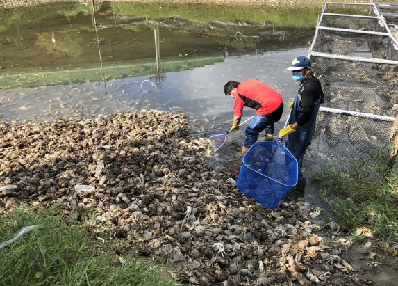 ▲打撈上岸的有毒大閘蟹，經清查共有1470公斤 。（圖／記者黃孟珍翻攝）    