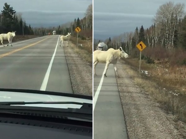 ▲▼有人拍攝到白色駝鹿出現在公路上。（圖／翻攝自臉書專頁「I Run with the Pack」）