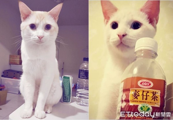 ▲蠢喵嘎逼。（圖／網友黃家伶提供，請勿隨意翻拍，以免侵權）