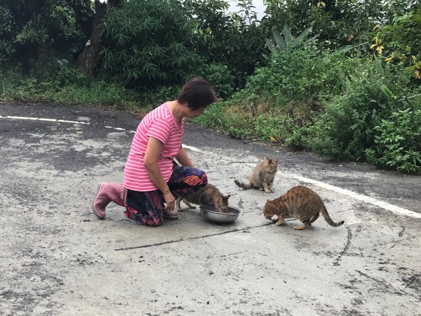 ▲新店動物之家帶頭TNVR變「小貓村」！　浪浪原放跑回當自己家。（圖／新北市政府動物保護防疫處）