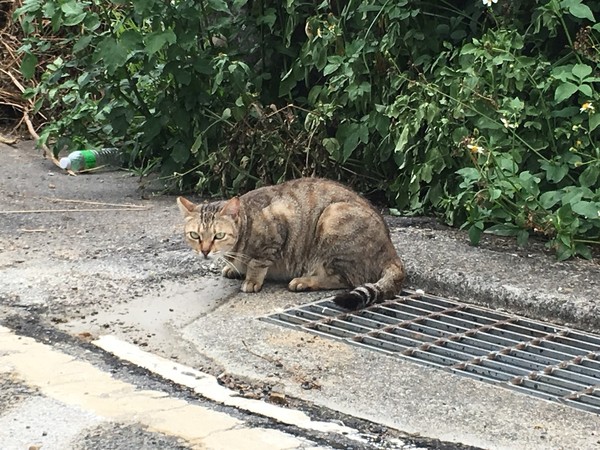 ▲新店動物之家帶頭TNVR變「小貓村」！　浪浪原放跑回當自己家。（圖／新北市政府動物保護防疫處）