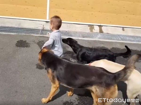 ▲▼萌娃自帶「汪磁鐵」沿路吸狗　跌倒6汪秒圍一圈狂舔秀秀。（圖／網友黃姿榕提供，請勿隨意翻拍，以免侵權。）