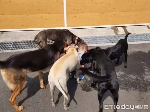 ▲▼萌娃自帶「汪磁鐵」沿路吸狗　跌倒6汪秒圍一圈狂舔秀秀。（圖／網友黃姿榕提供，請勿隨意翻拍，以免侵權。）