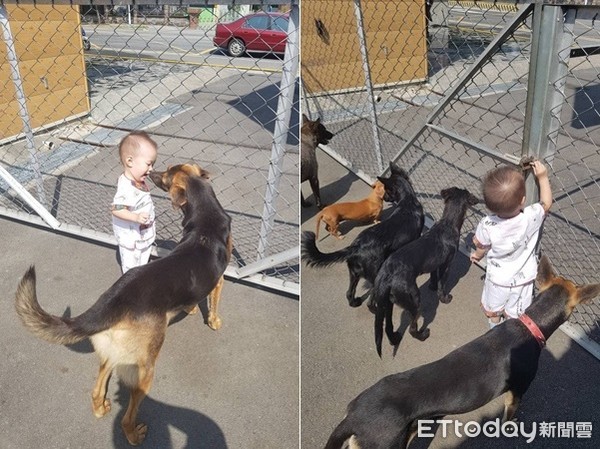 ▲▼萌娃自帶「汪磁鐵」沿路吸狗　跌倒6汪秒圍一圈狂舔秀秀。（圖／網友黃姿榕提供，請勿隨意翻拍，以免侵權。）