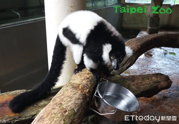 ▲白頸狐猴。（圖／臺北動物園提供）