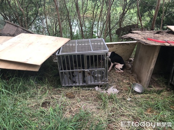 ▲上百狗兒尿糞為伍，沒水沒食物綁在樹下等死。（圖／記者陳凱力翻攝）