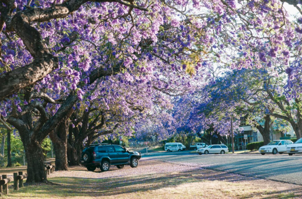 ▲澳洲藍花楹。（圖／The Camden Jacaranda Festival提供）