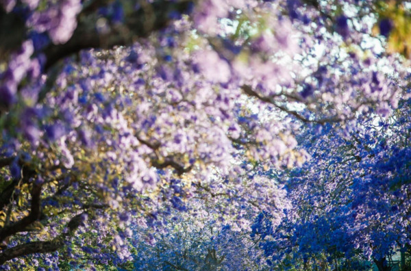 ▲澳洲藍花楹。（圖／The Camden Jacaranda Festival提供）