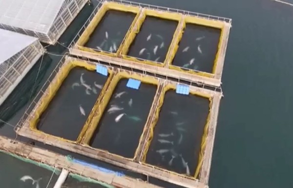 ▲鯨魚監獄囚100隻鯨魚。（圖／翻攝自記者Masha Netrebenko臉書影片）