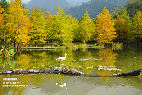 ▲苗栗南庄落羽松。（圖／跟著Via趣旅行～Part II提供）