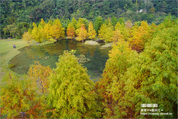 ▲苗栗南庄落羽松。（圖／跟著Via趣旅行～Part II提供）