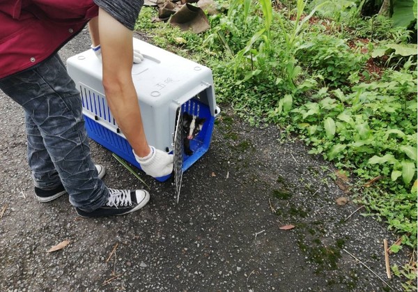 跛腳白鼻心經救援順利回歸山林。（圖／新北市動保處提供）