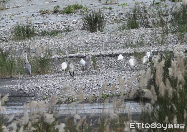 ▲花蓮溪口發現4隻國際知名的保育鳥類黑面琵鷺，其中1隻帶有腳環，確認是由韓國飛來過冬的嬌客，愛鳥人士興奮不已。（圖／九河局提供，下同）