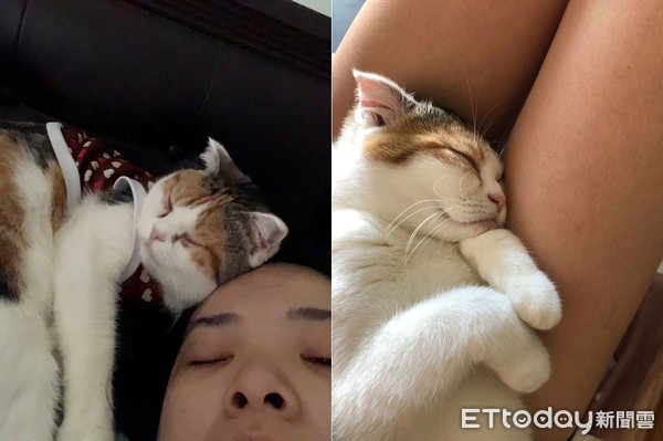 ▲喵皇無視新貓抓板「飛奔進包裝盒」　媽傻眼：剛剛花385元買的（圖／網友Susan Chou授權提供）