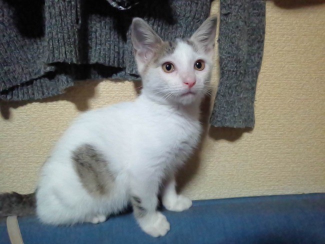 ▲▼日本網友匿名在2ch分享救援貓咪的故事。（圖／翻攝自2ch）