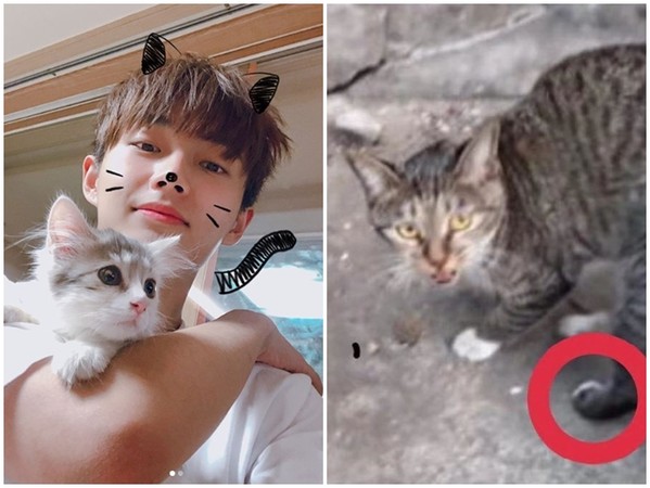 ▲金龍國的貓露西9月被發現流落街頭。（圖／翻攝自韓網）