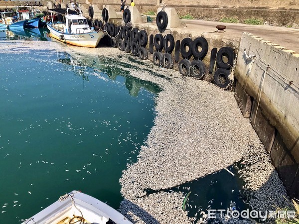 ▲ 石門漁港驚見魚群集體暴斃 上萬尾死魚翻肚。（圖／記者郭世賢攝）