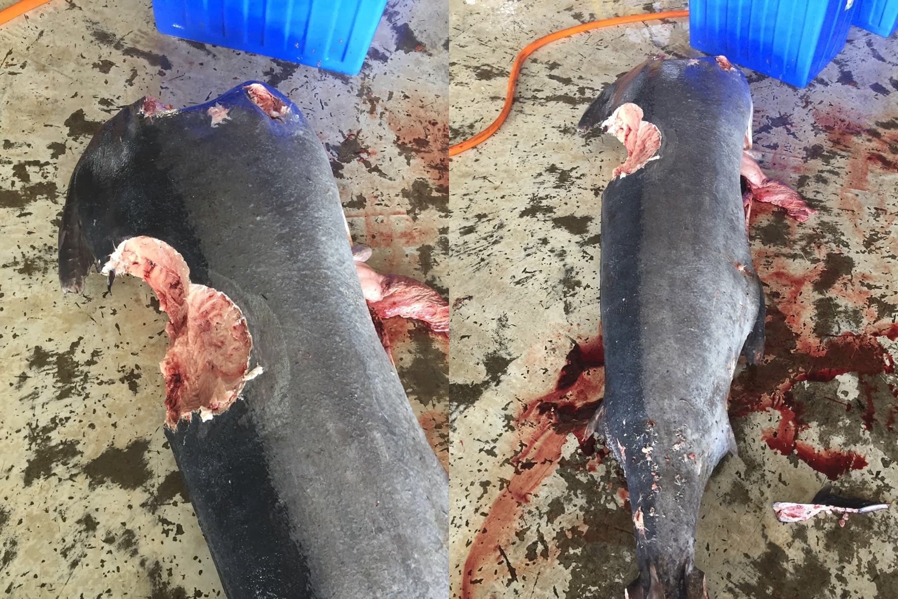 ▲▼             。（圖／新港區漁會提供）