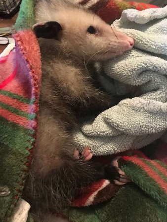 （圖／翻攝自Facebook／The Opossum Pouch Rescue and Rehabilitation）