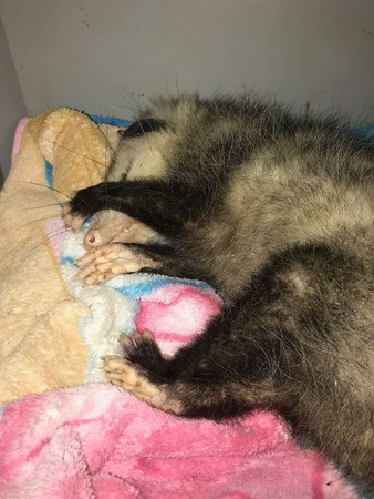 （圖／翻攝自Facebook／The Opossum Pouch Rescue and Rehabilitation）