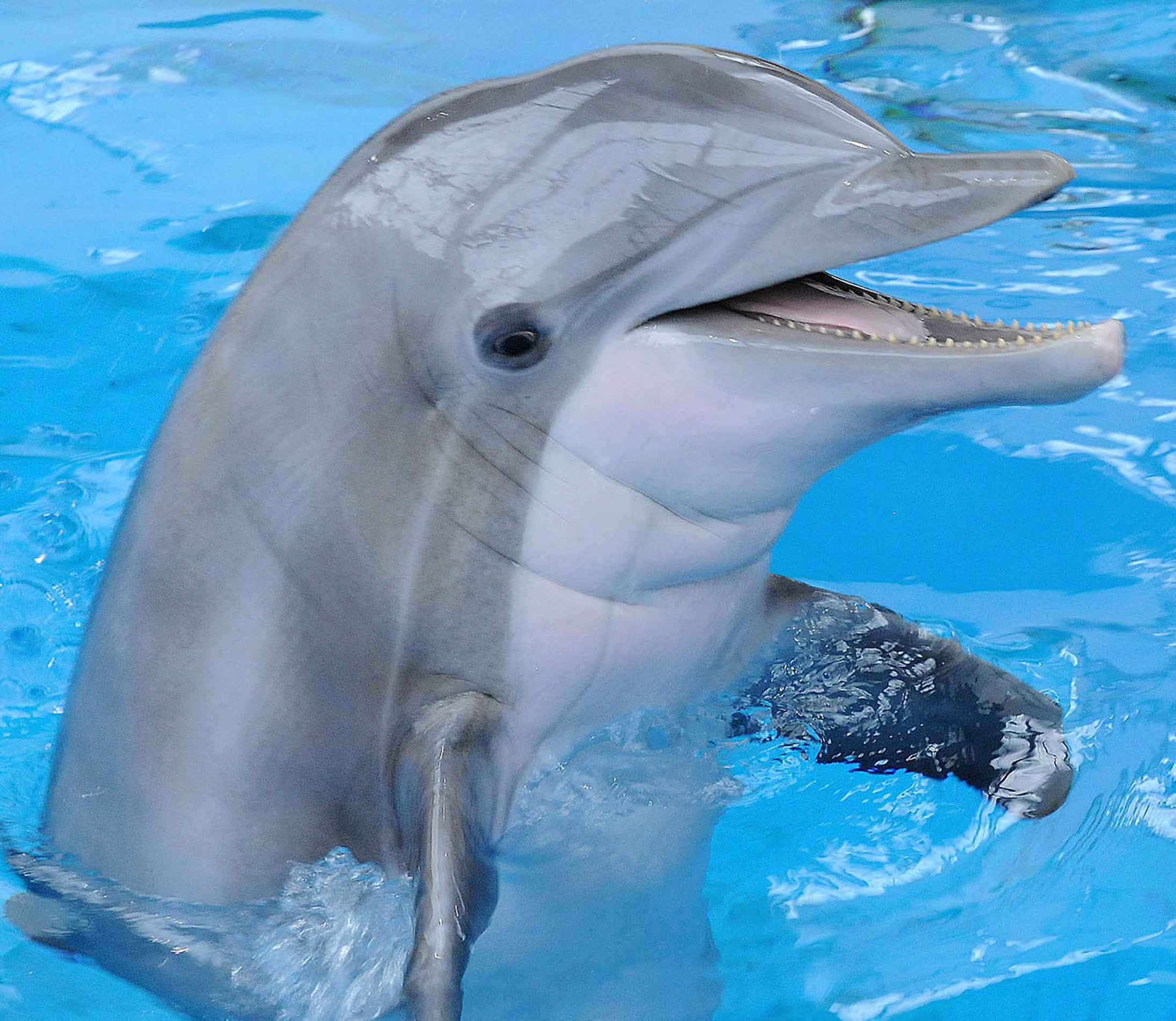 海豚
