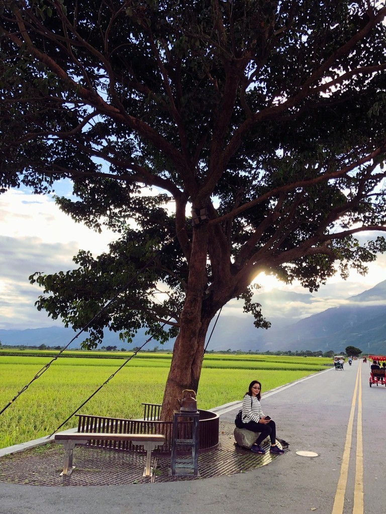 ▲▼台東池上景點 伯朗大道,大坡池,金城武樹。（圖／旅享生活提供）