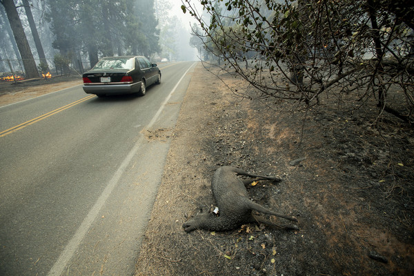 ▲▼加州野火造成寫多動物被燒死。（圖／美聯社）