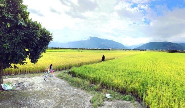 ▲▼台東池上景點 伯朗大道,大坡池,金城武樹。（圖／旅享生活提供）