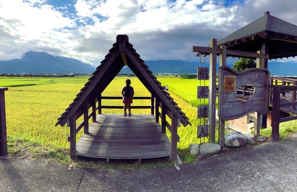 ▲▼台東池上景點 伯朗大道,大坡池,金城武樹。（圖／旅享生活提供）