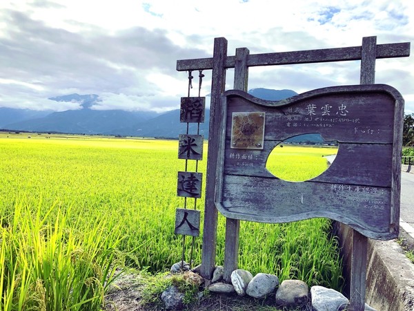 ▲▼台東池上景點 伯朗大道,大坡池,金城武樹。（圖／旅享生活提供）