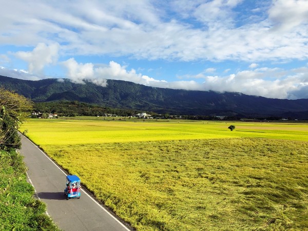 ▲▼台東池上景點 伯朗大道,大坡池,金城武樹。（圖／旅享生活提供）