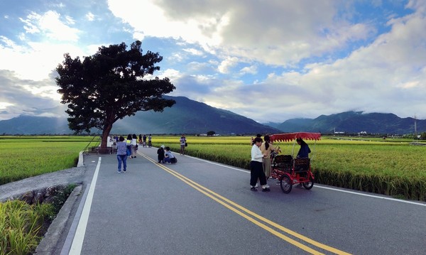 ▲▼台東池上景點 伯朗大道,大坡池,金城武樹。（圖／旅享生活提供）