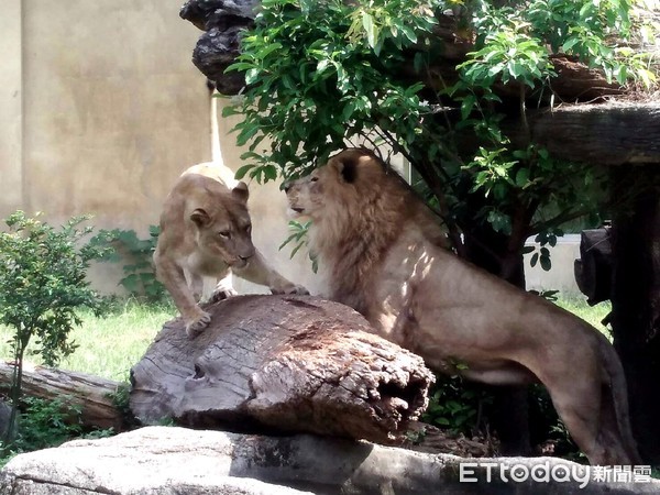 老虎、獅子、美洲獅。（圖／台北市立動物園提供）